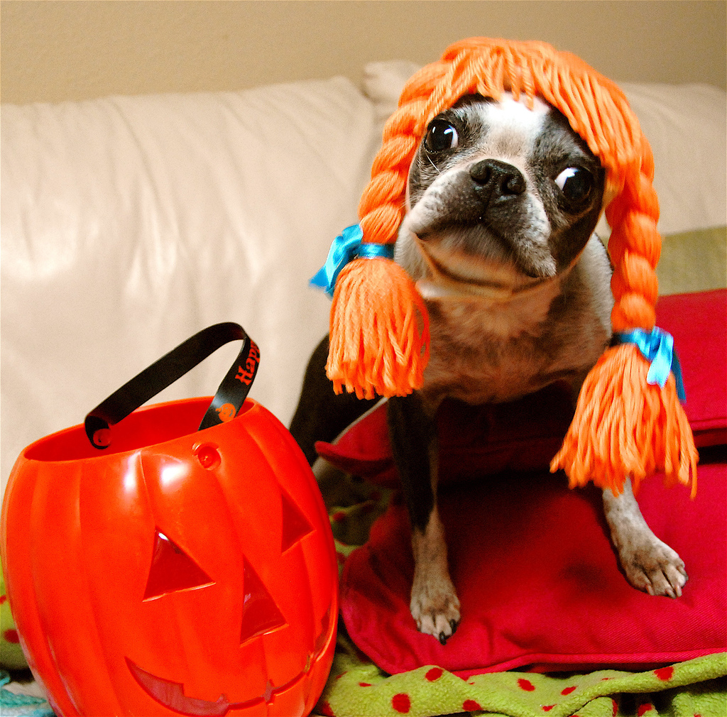 Halloween Pets Costumes, Haunted Houses