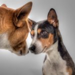 Pet-Friendly, Questions, Homes, Real Estate, Downsizing, Tampa Bay