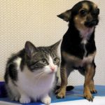 Tampa, Pet, Homes, Pets, Real Estate, Pet-Friendly Home