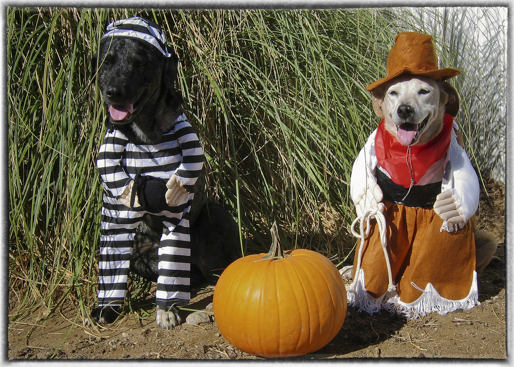 Places, Fall, Tampa Bay, Events, Halloween Home Pets Florida