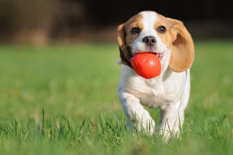 Tampa Bay Pets, Dogs