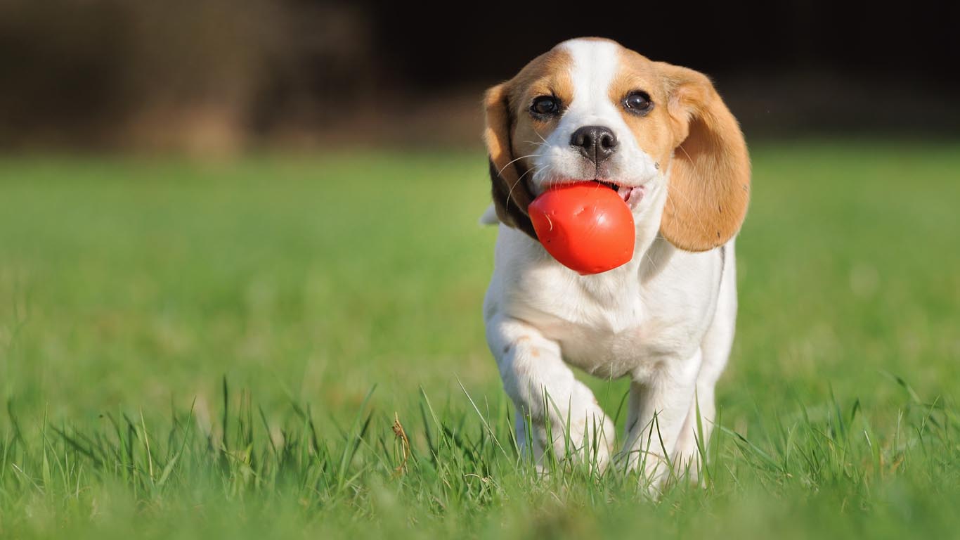 Tampa Bay Pets, Dogs